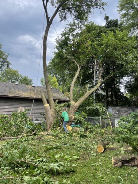 IMG_1816-1-scaled-1 Tree Removal Services for Small & Large Jobs
