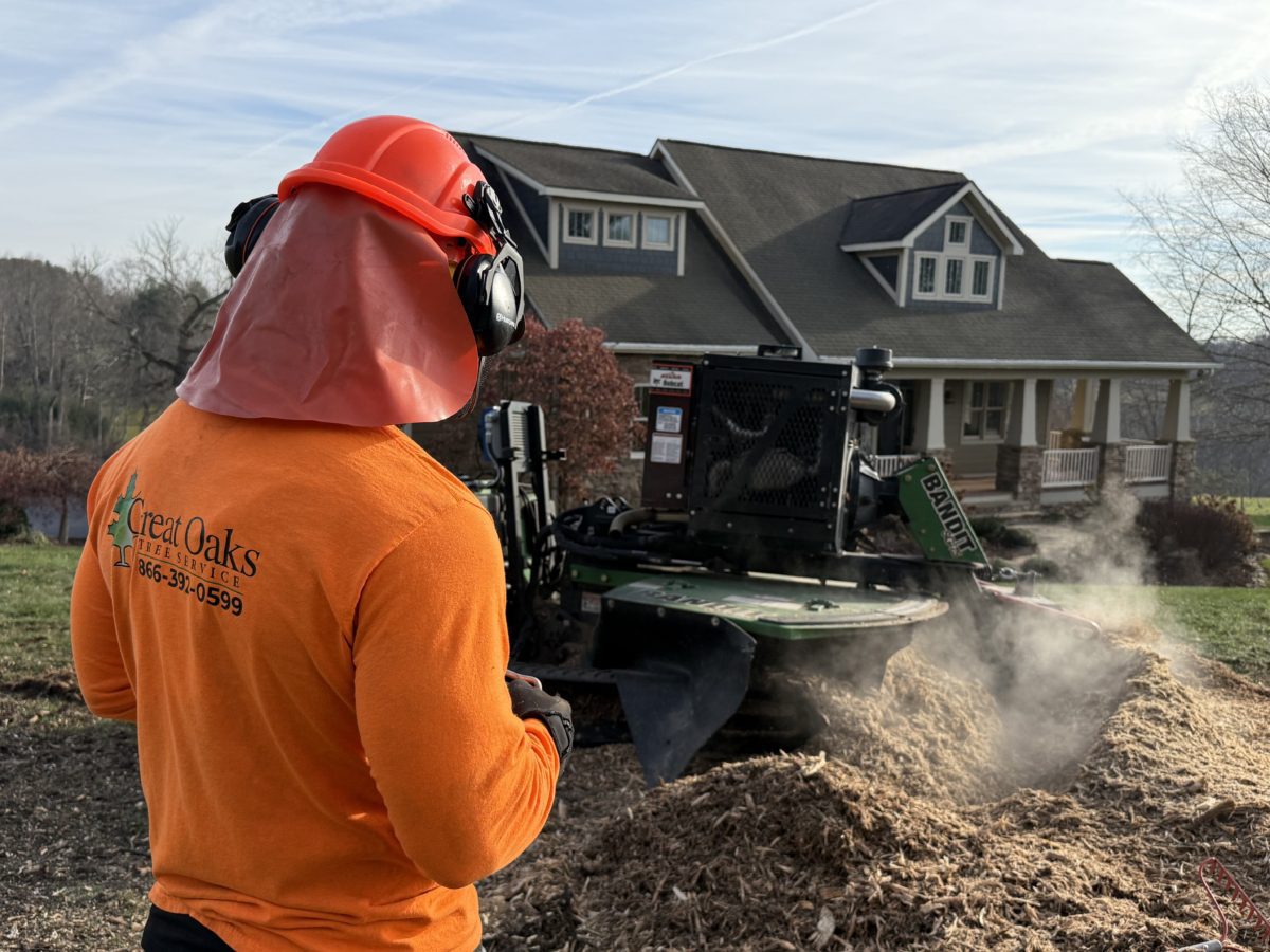Tree Stump Grinding & Removal | Great Oaks Tree Service