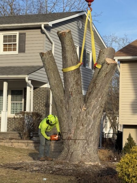 Fully Insured Tree Removal Services